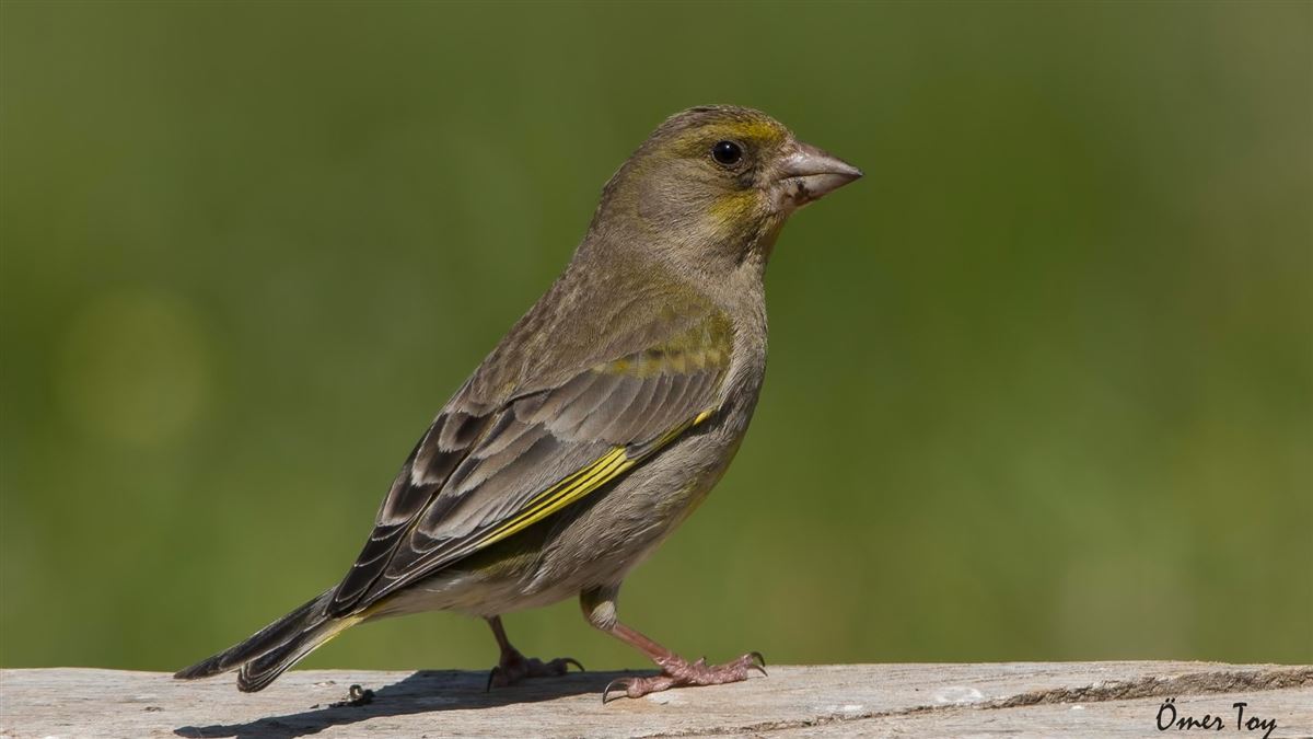 European Greenfinch