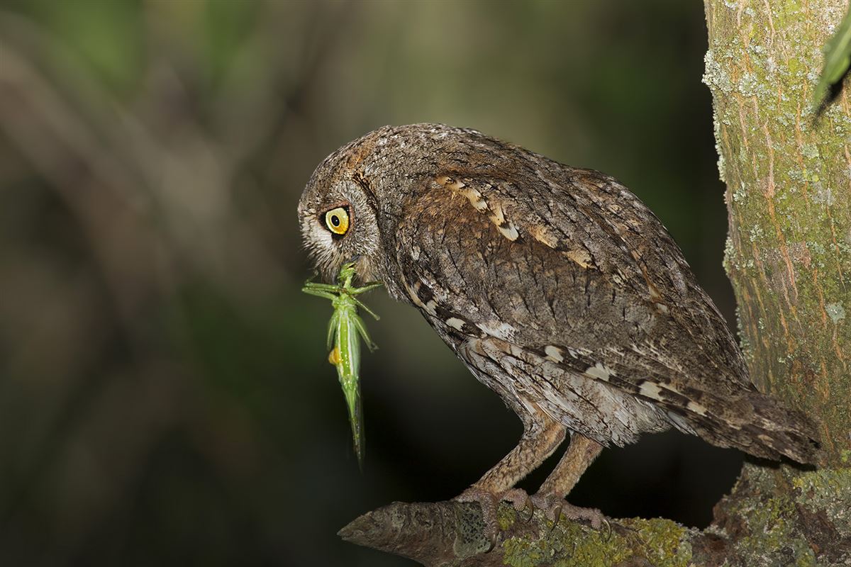 Eurasian Scops Owl