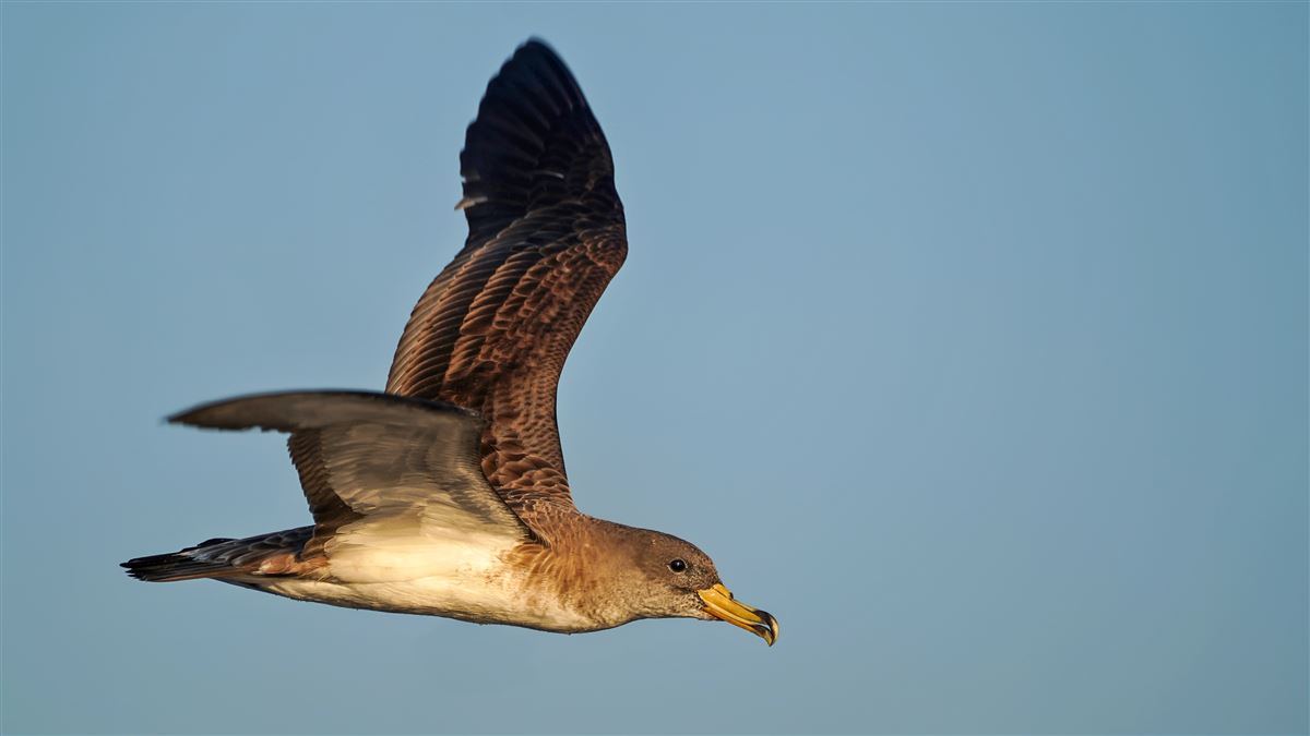 Scopoli`s Shearwater