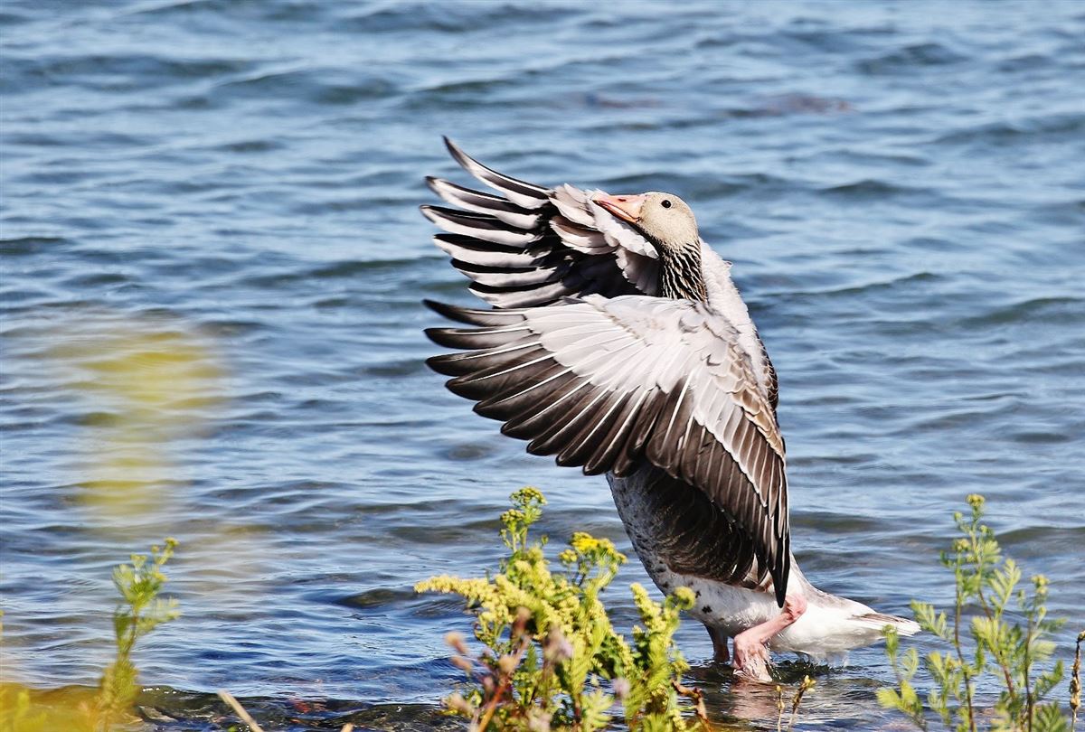 Greylag Goose