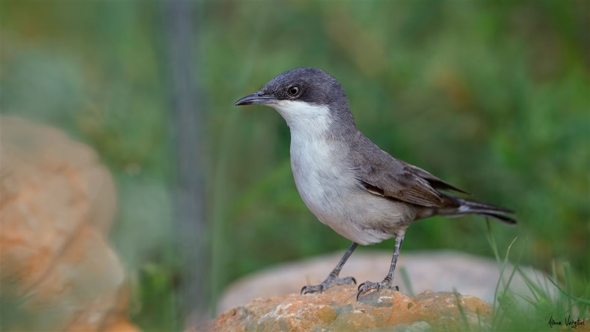 Eastern Orphean Warbler