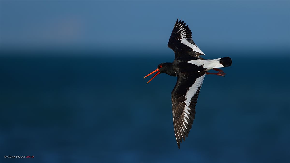 Eurasian Oystercatcher