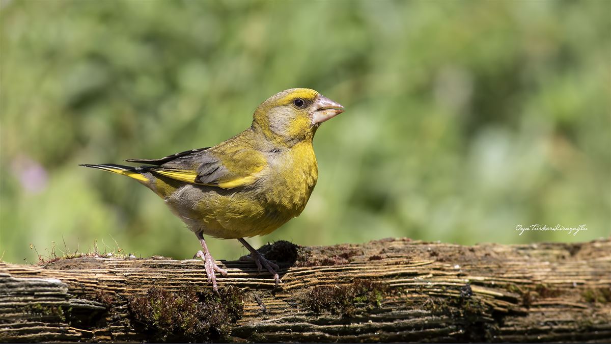 European Greenfinch