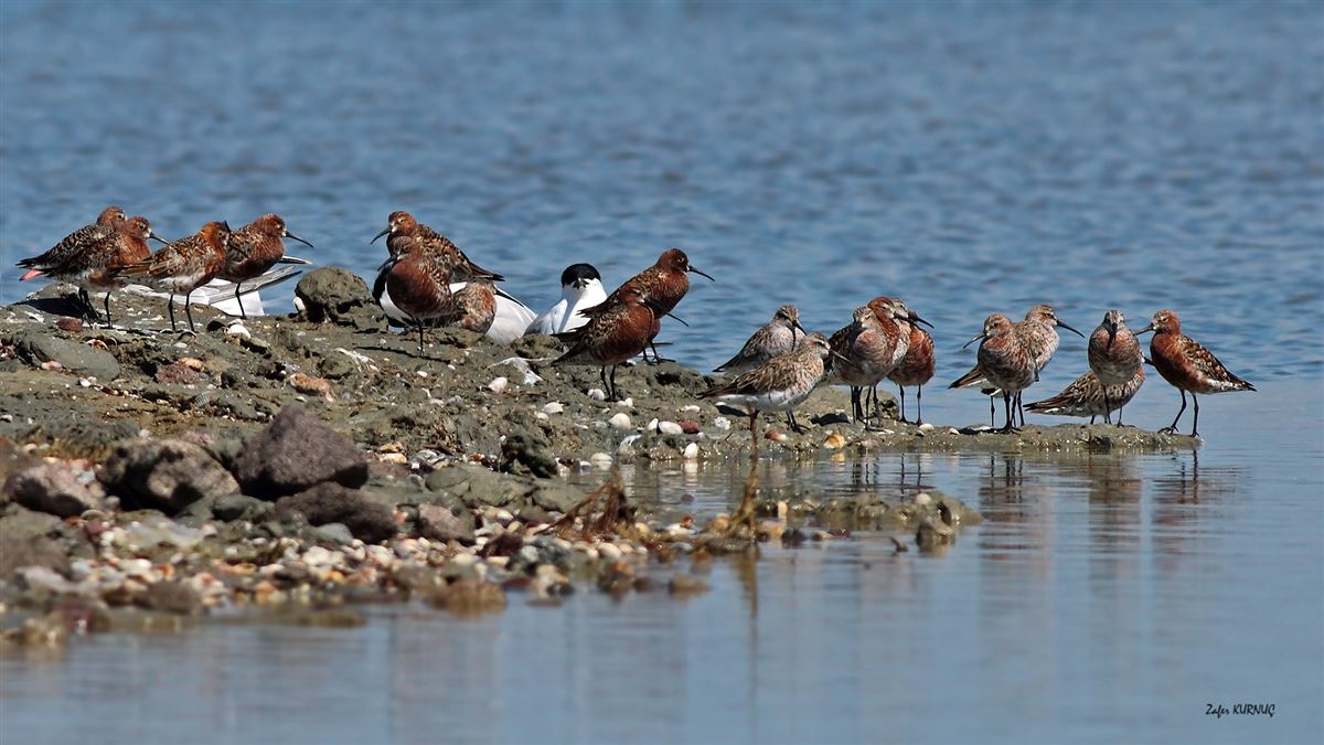 Curlew Sandpiper
