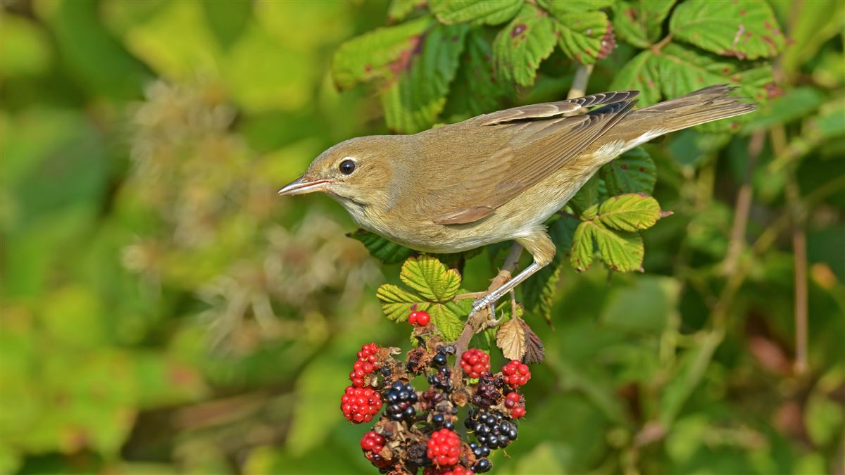 Garden Warbler