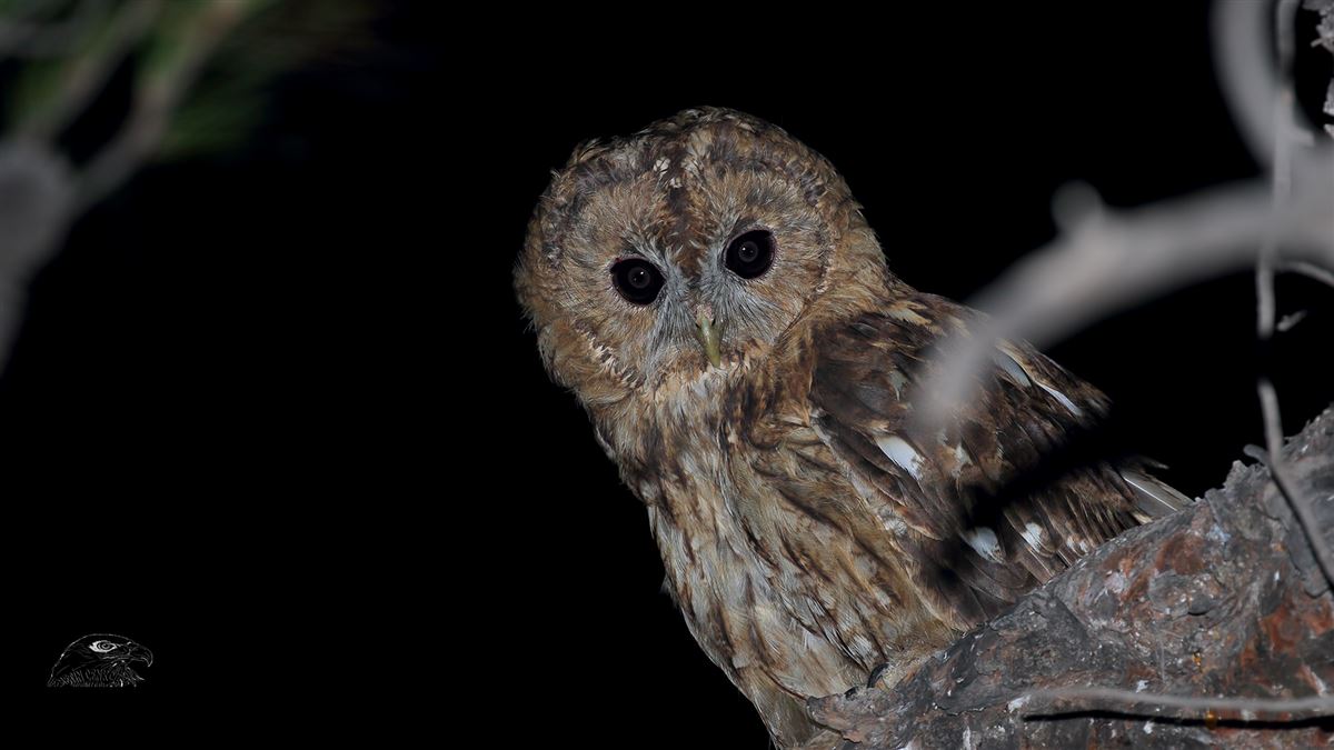 Tawny Owl