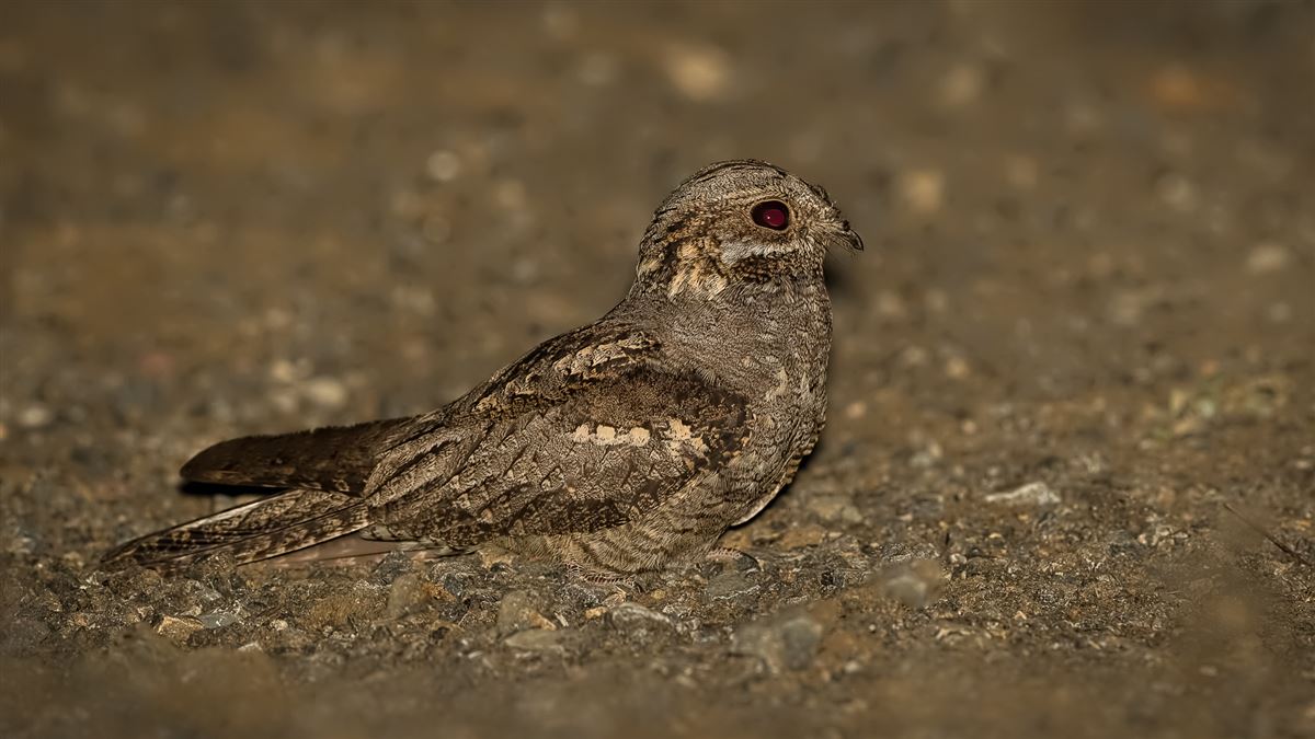 European Nightjar