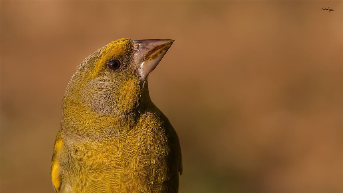 European Greenfinch