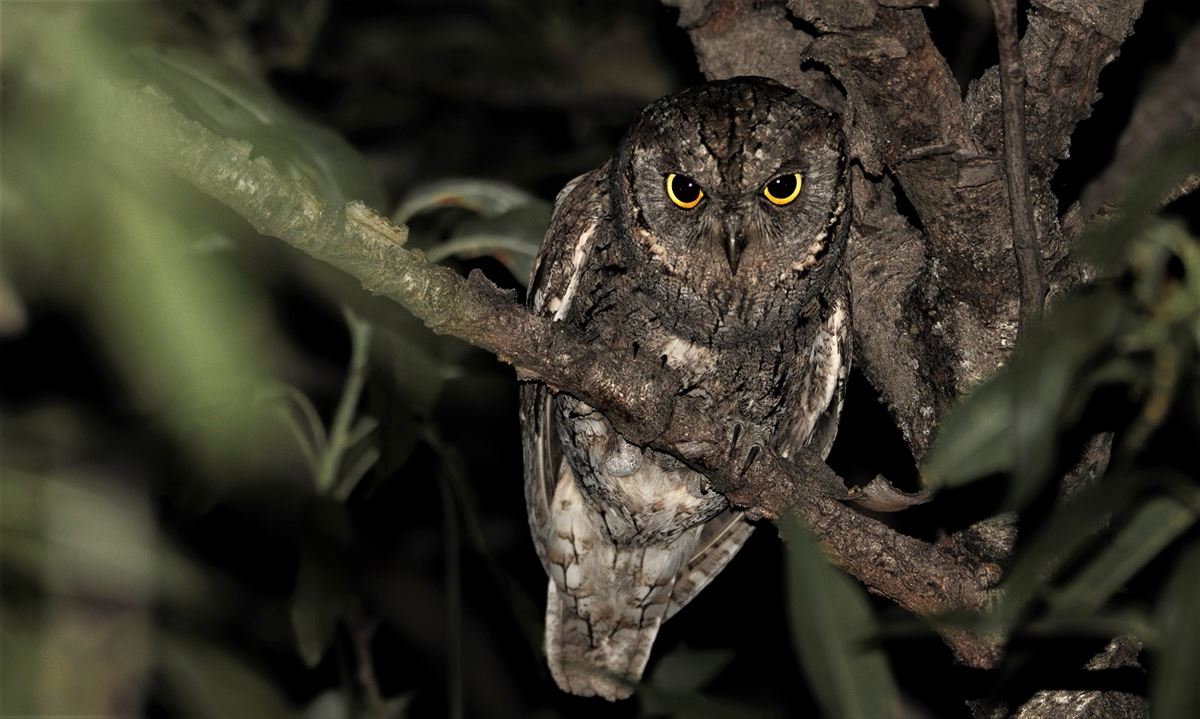Eurasian Scops Owl
