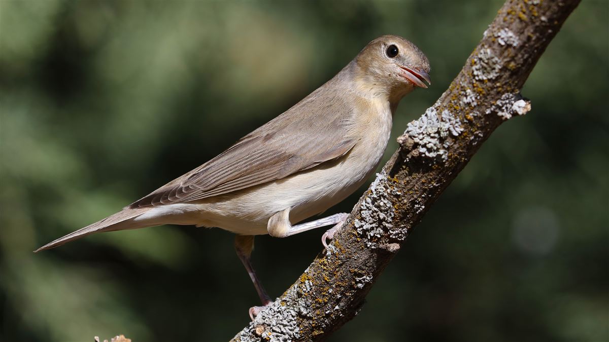 Garden Warbler