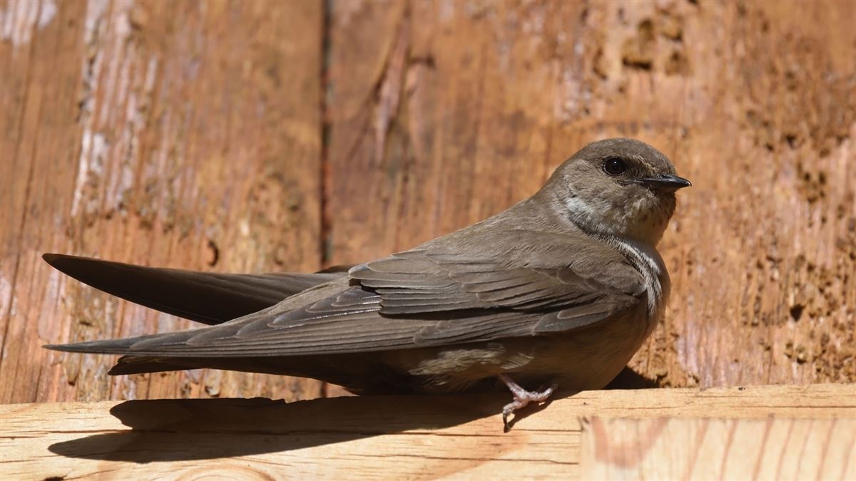 Eurasian Crag Martin