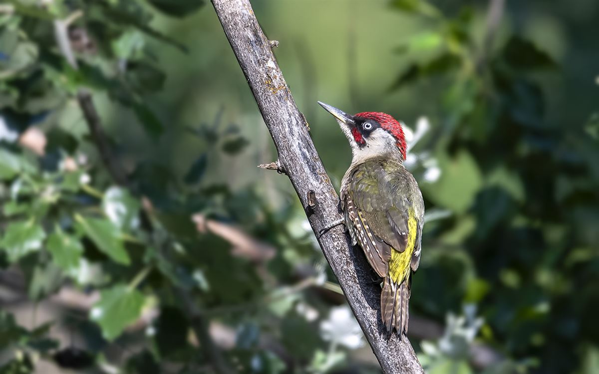 European Green Woodpecker