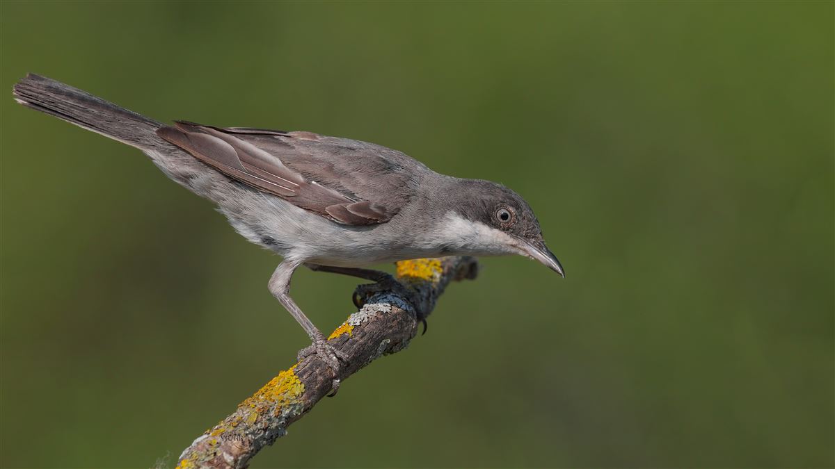 Eastern Orphean Warbler