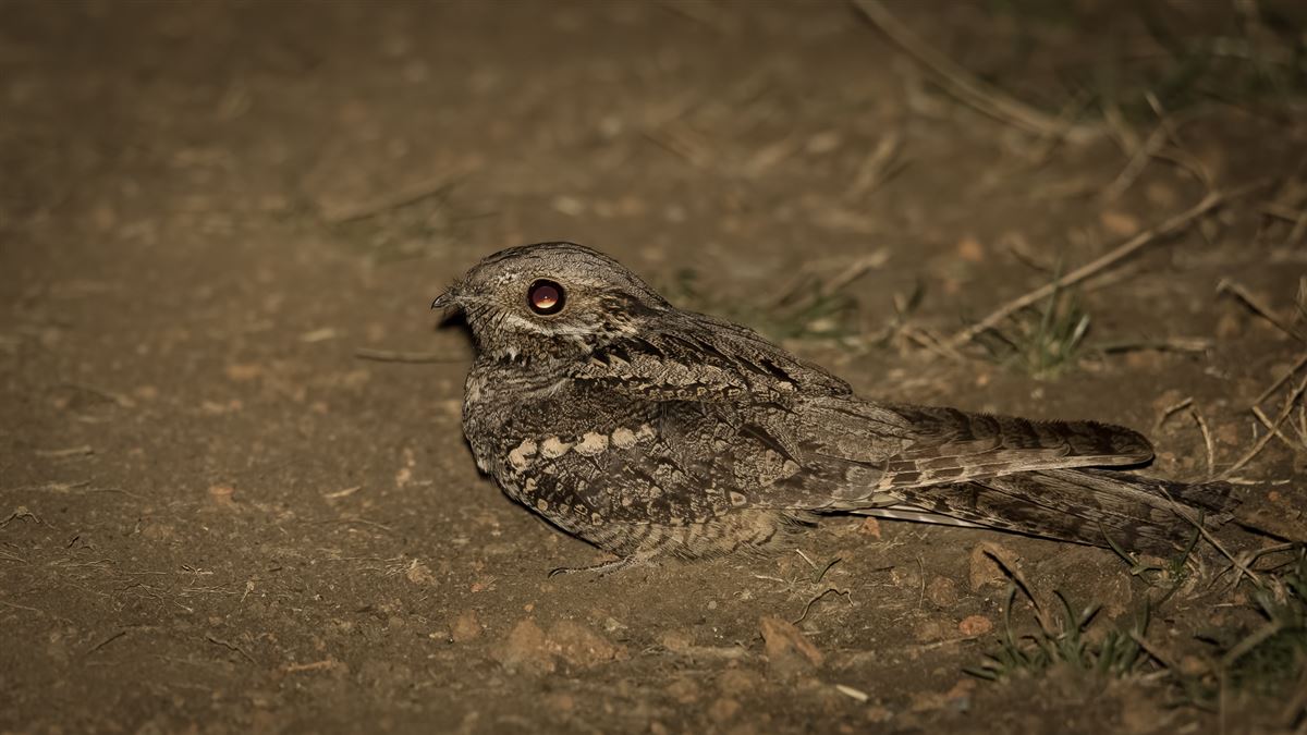 European Nightjar