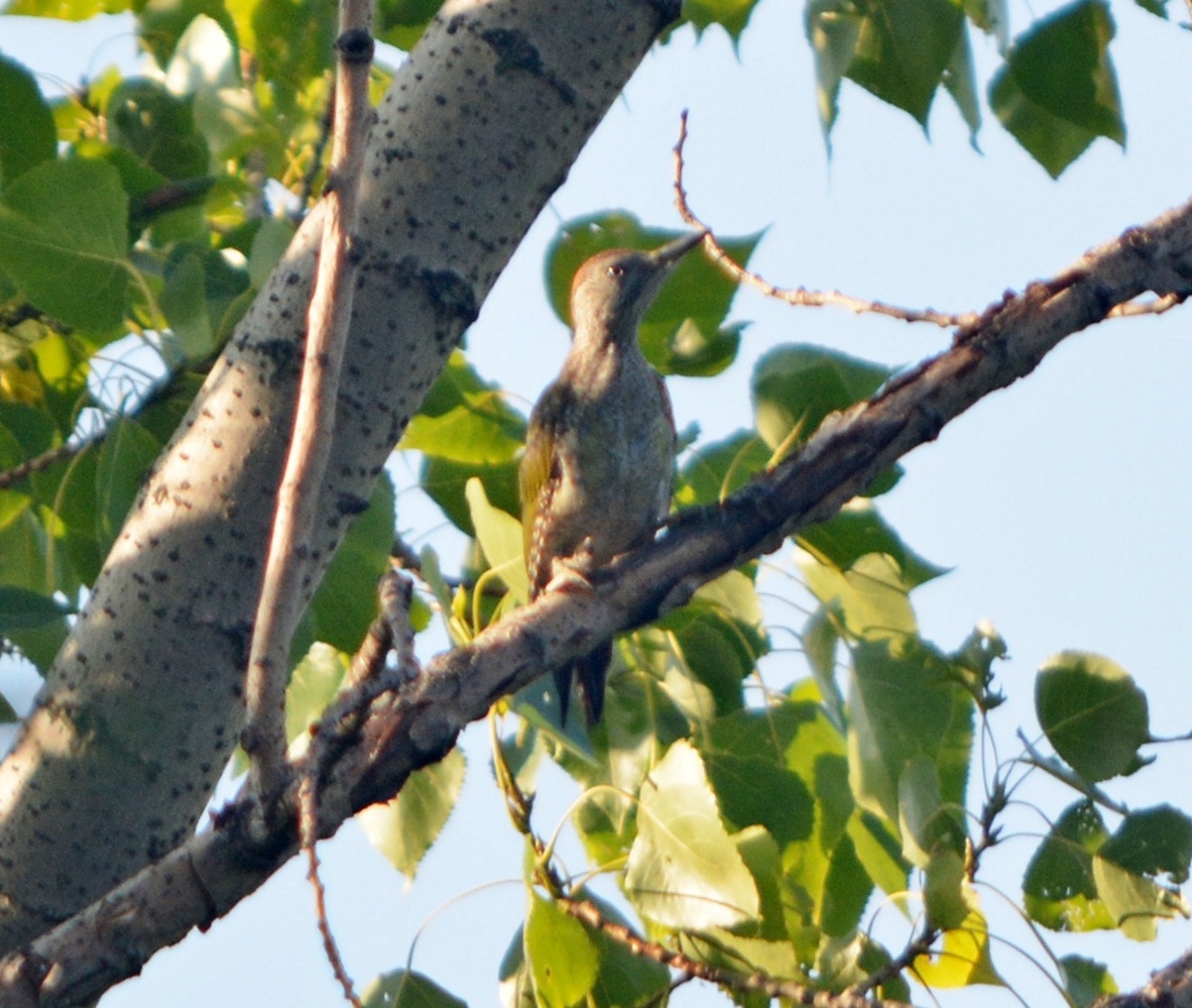 European Green Woodpecker