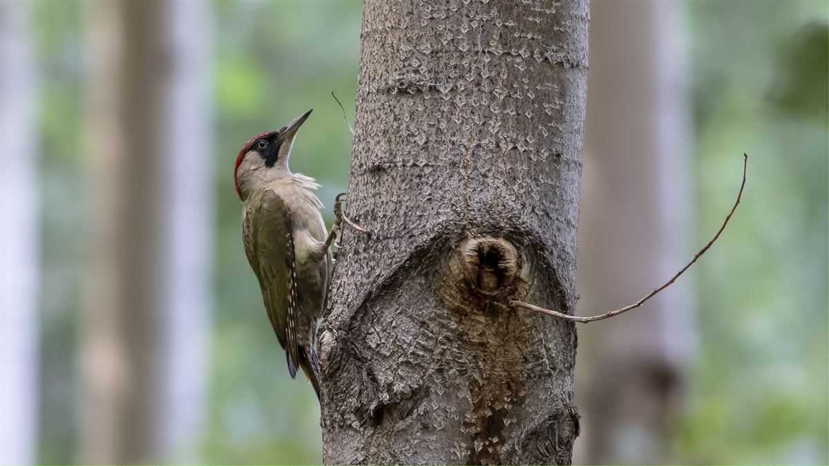 European Green Woodpecker