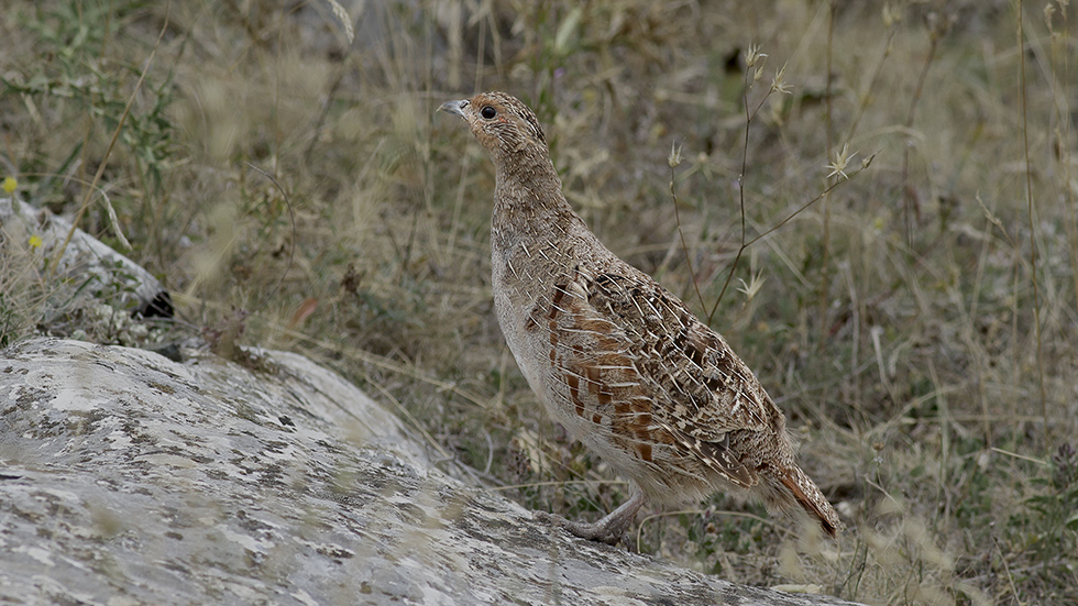 Grey Partridge