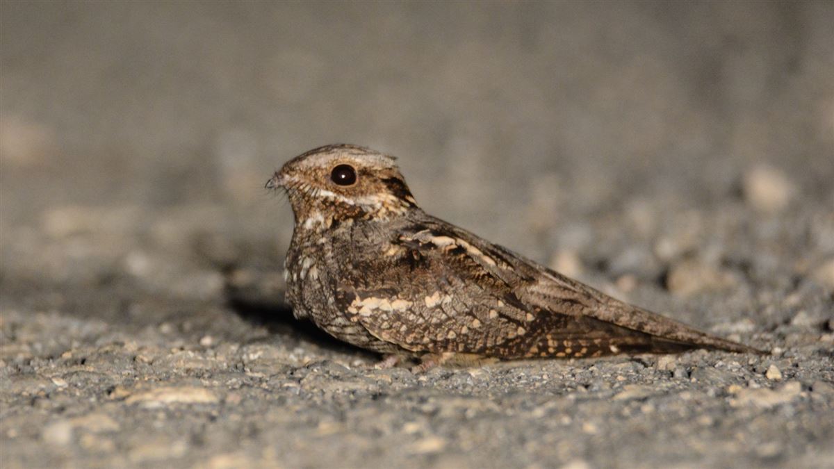 European Nightjar