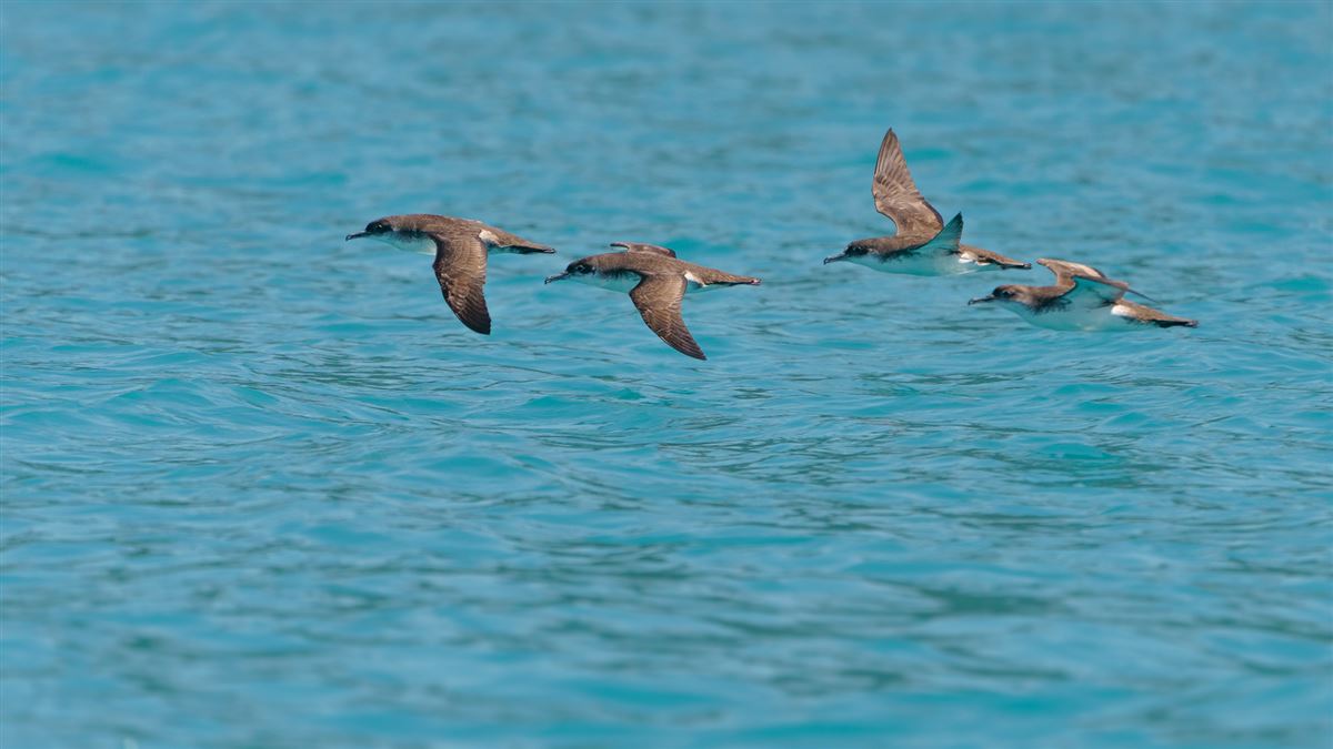 Yelkouan Shearwater