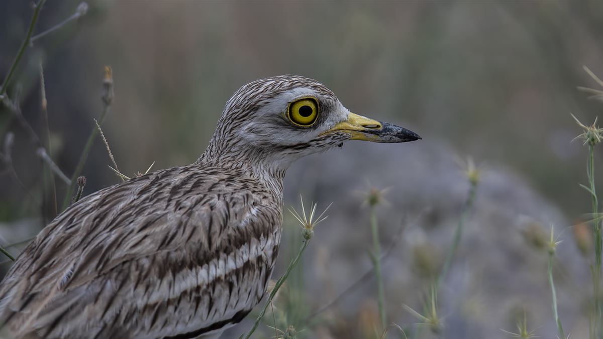 Eurasian Stone-curlew