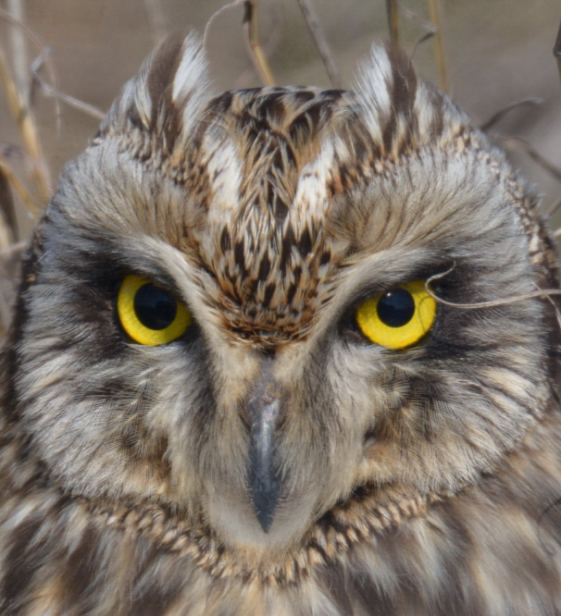 Short-eared Owl