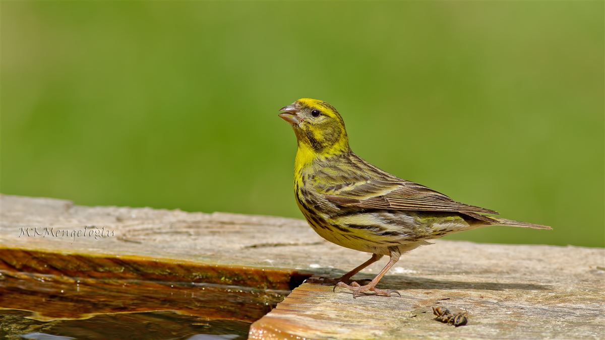 European Serin