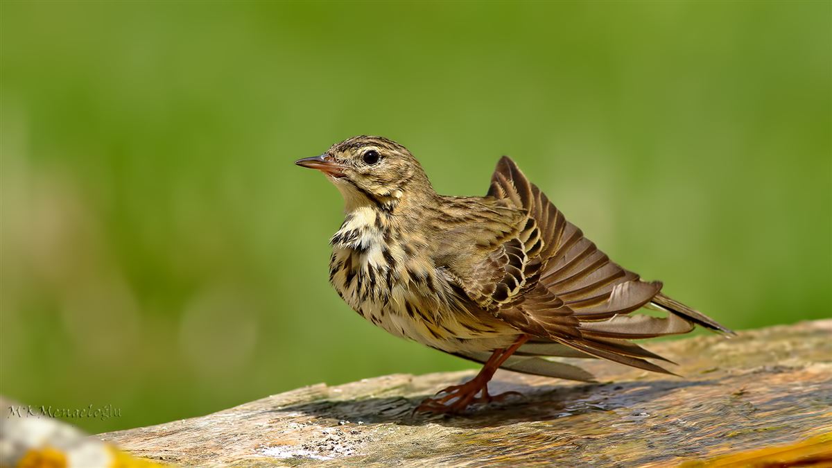 Tree Pipit