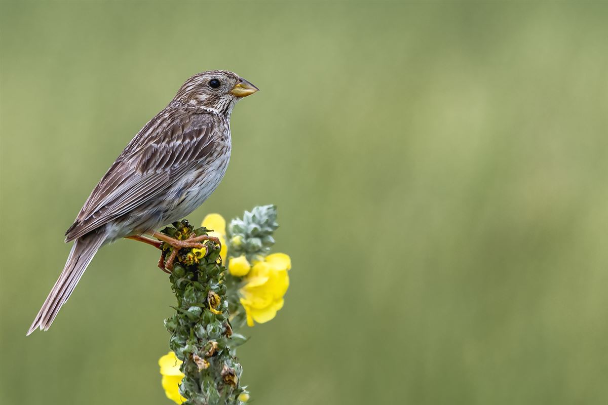 Corn Bunting