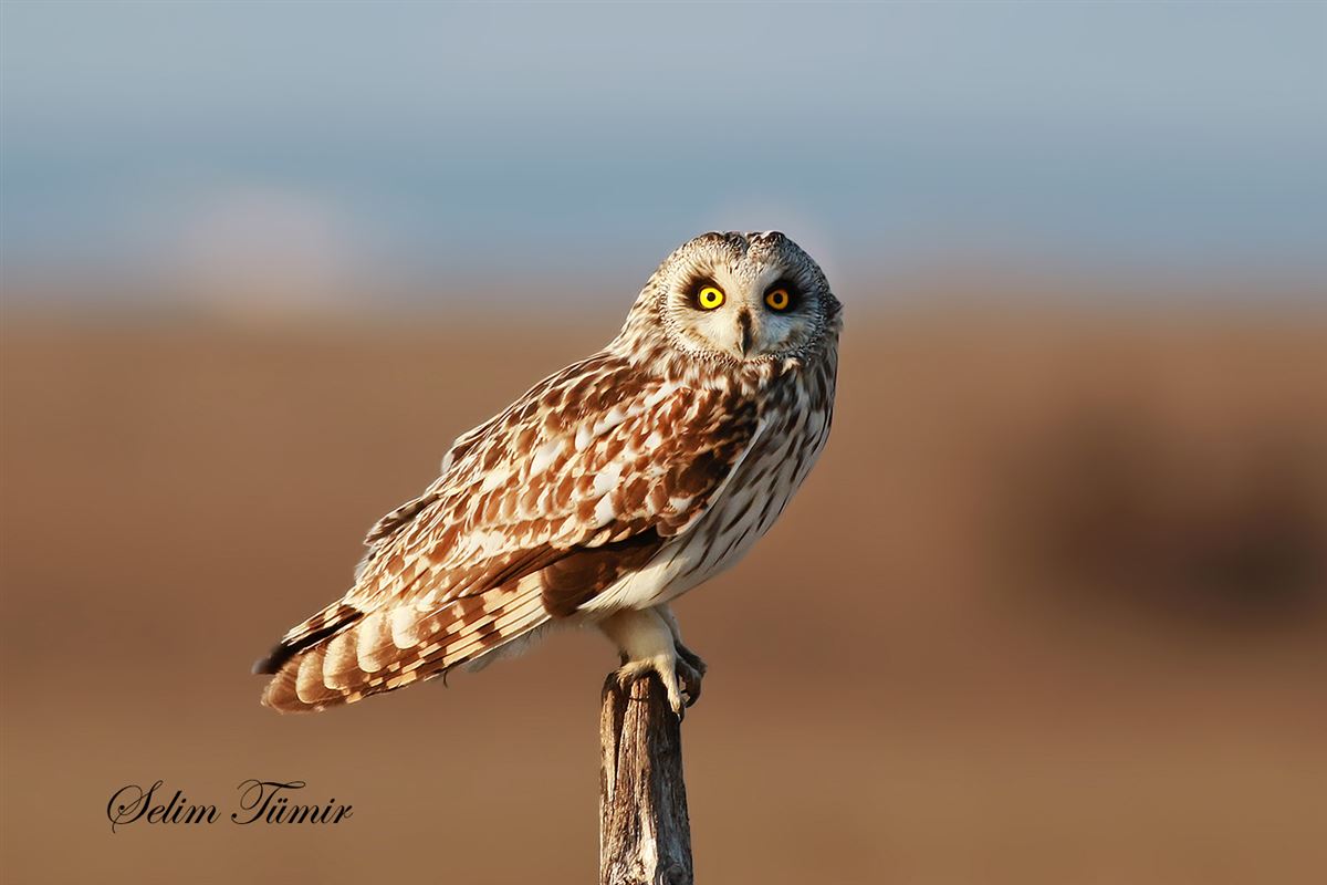 Short-eared Owl