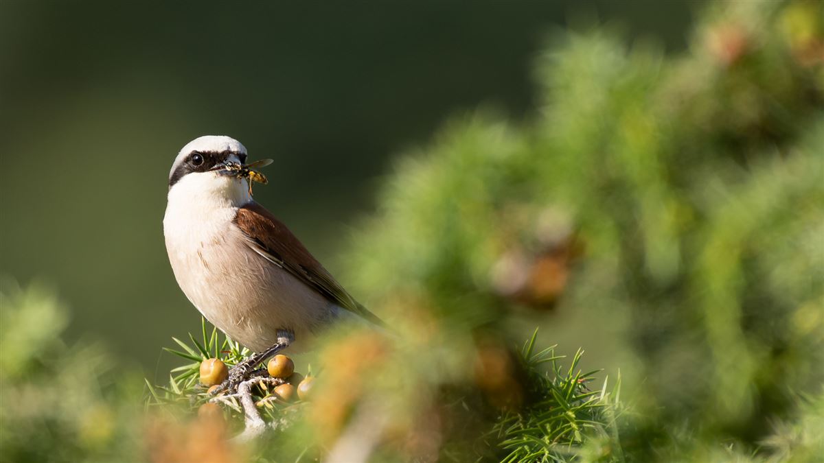 Red-backed Shrike