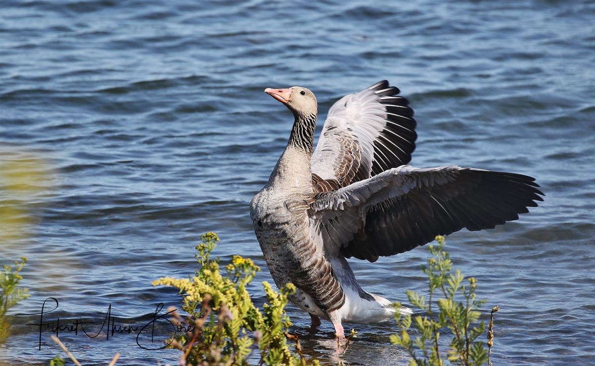 Greylag Goose