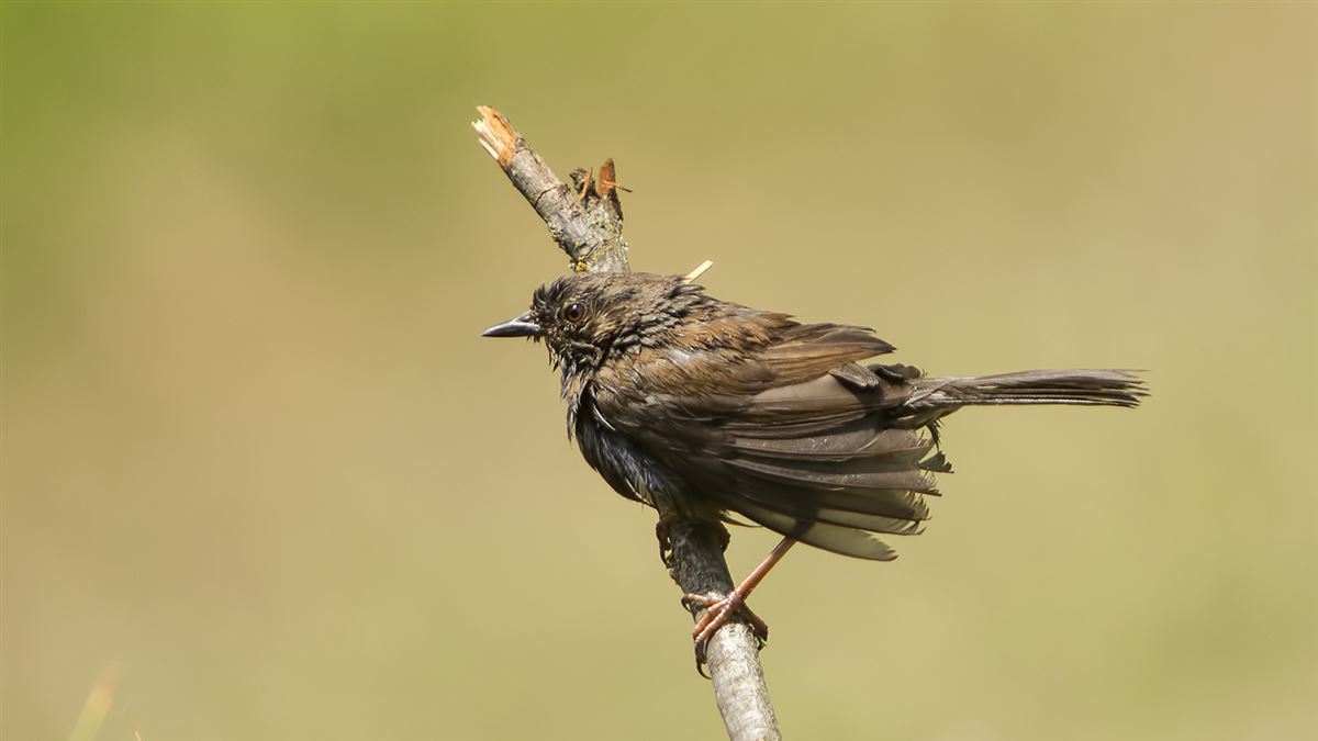 Dunnock