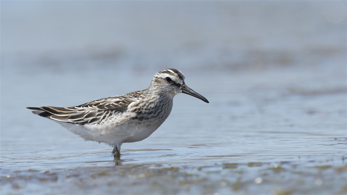 Broad-billed Sandpiper