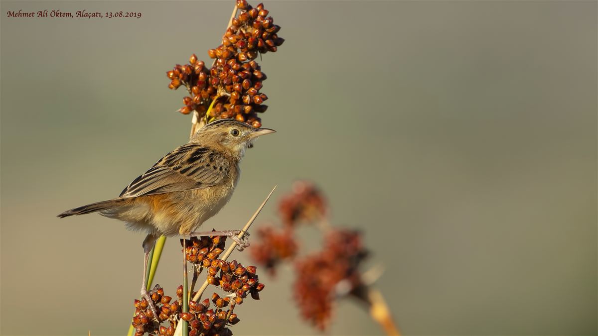Zitting Cisticola