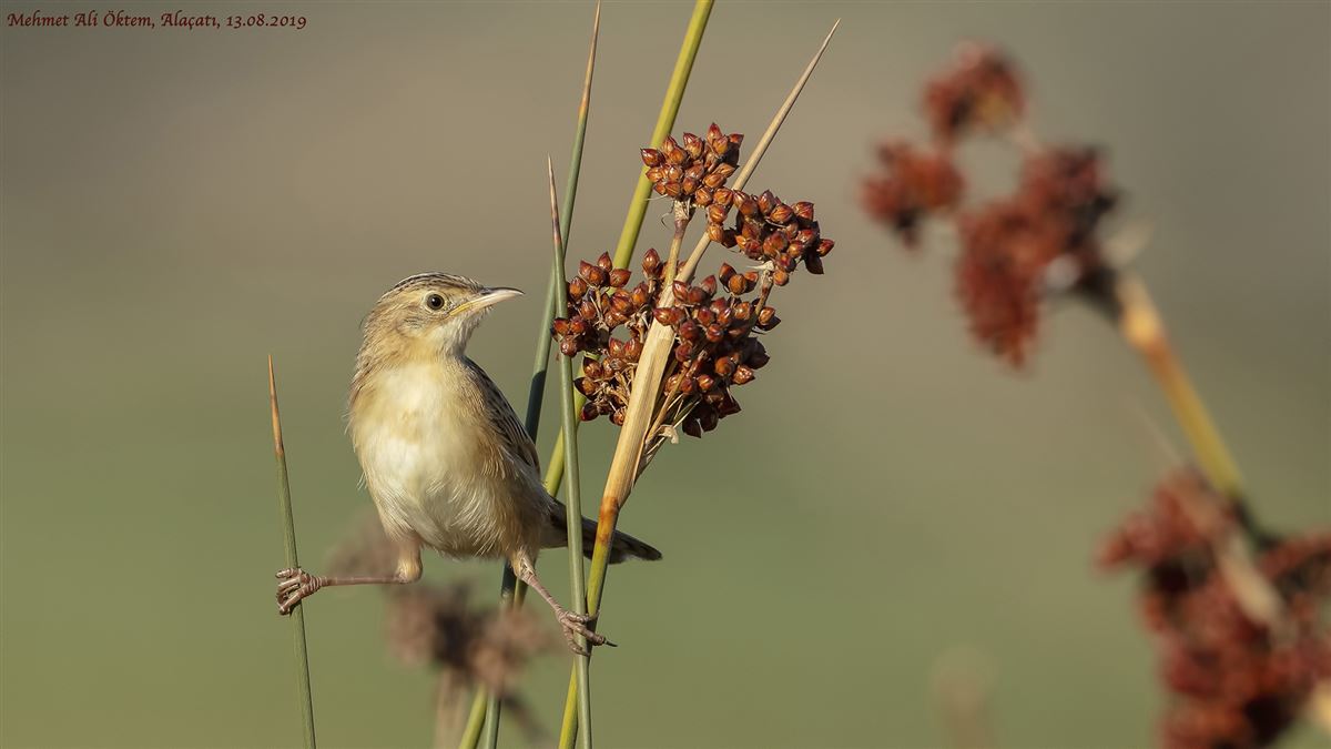 Zitting Cisticola