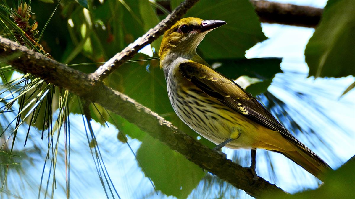 Eurasian Golden Oriole