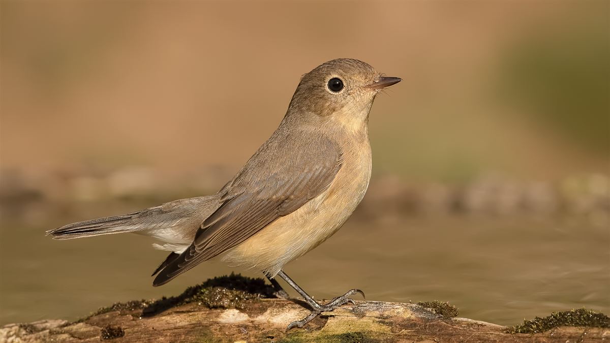 Red-breasted Flycatcher