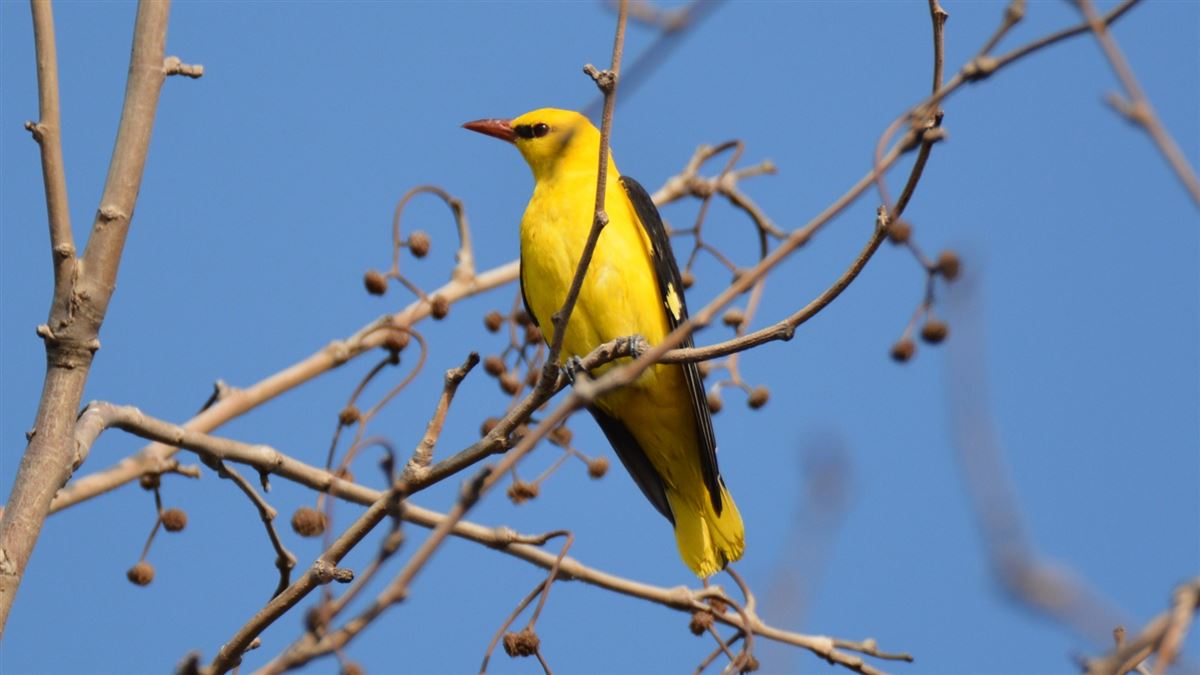 Eurasian Golden Oriole