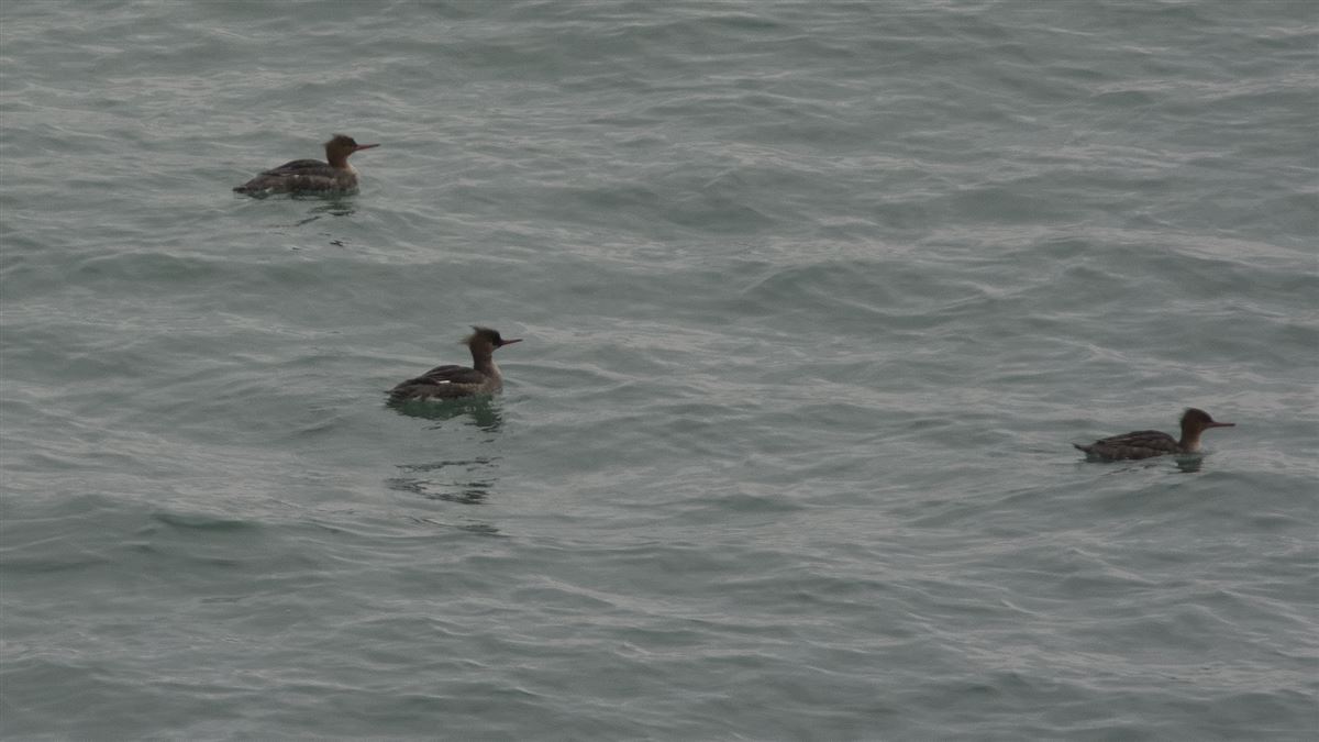 Red-breasted Merganser
