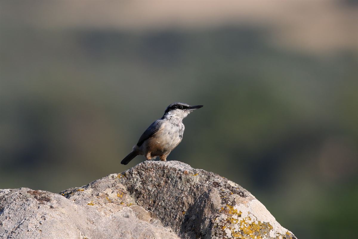 Western Rock Nuthatch