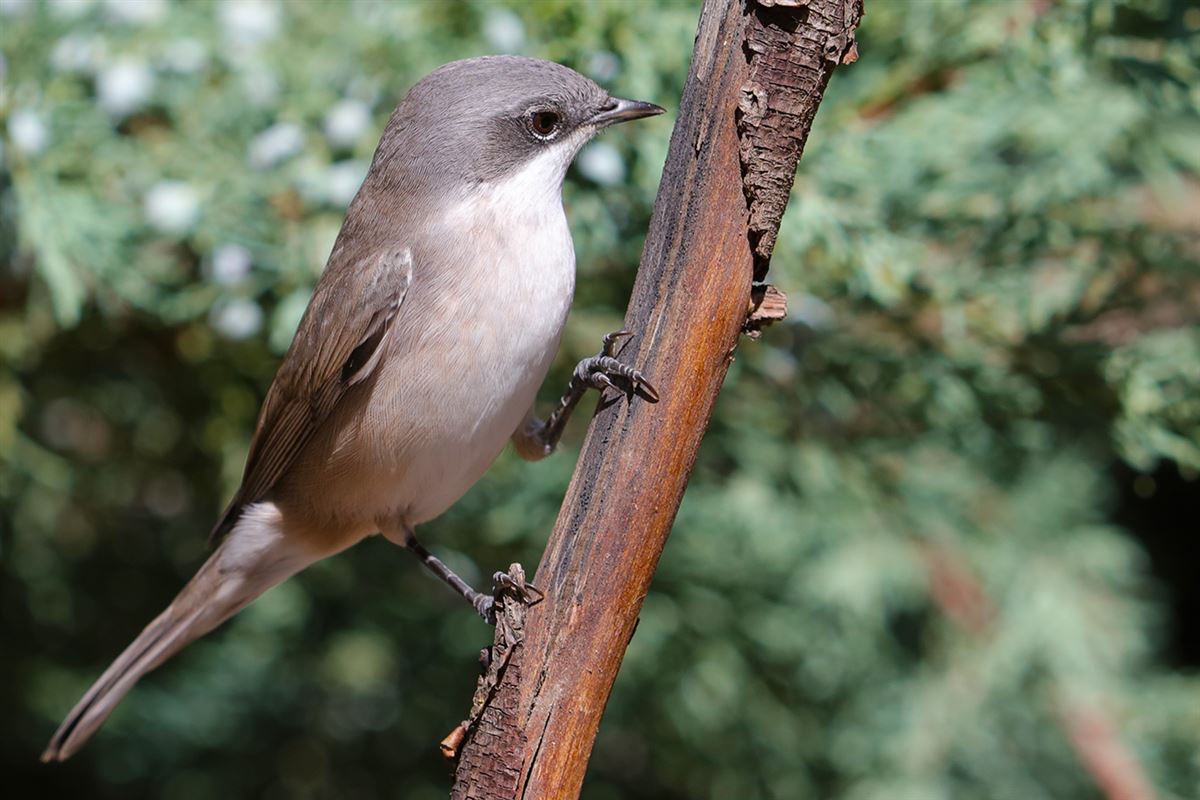 Lesser Whitethroat