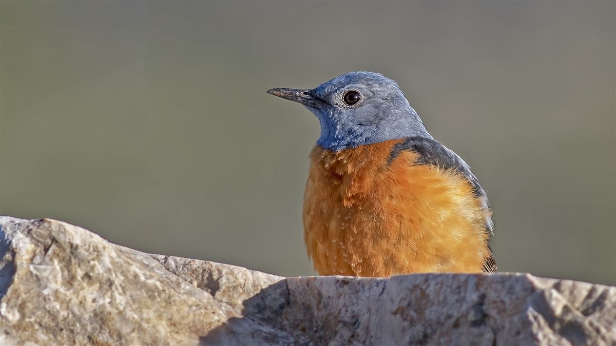 Common Rock Thrush