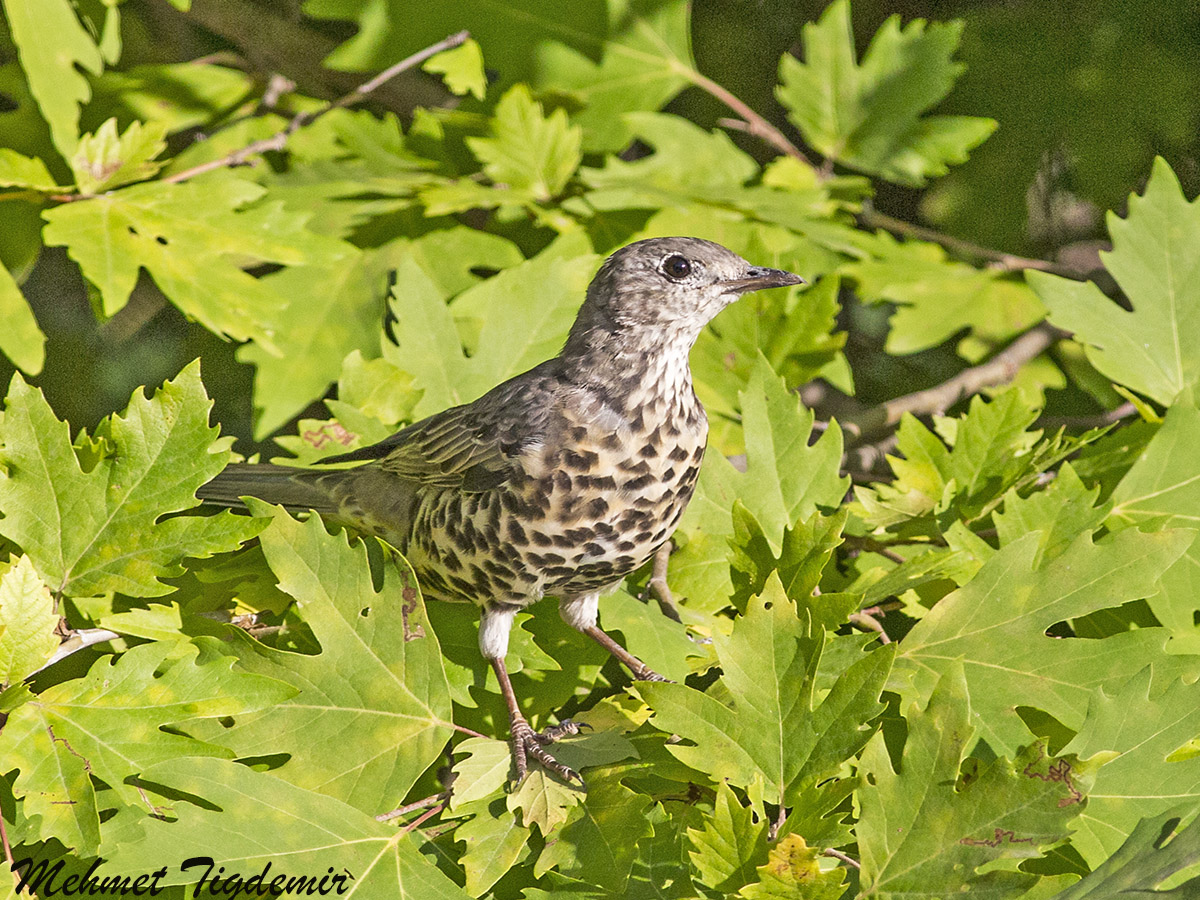 Mistle Thrush