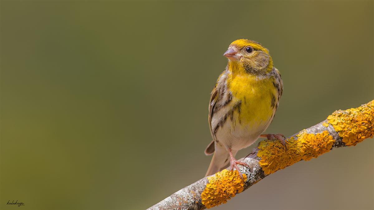 European Serin