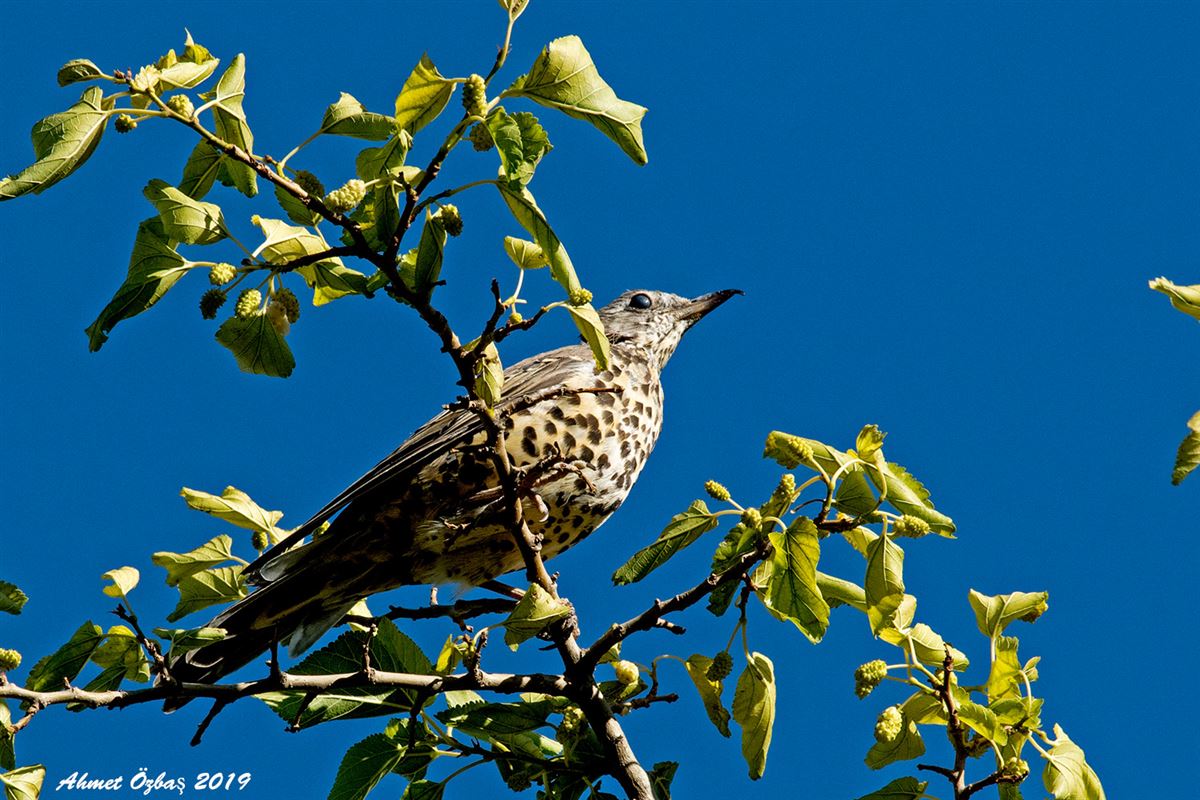 Mistle Thrush