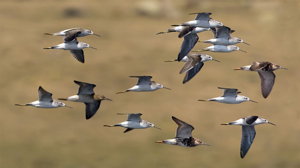 Marsh Sandpiper