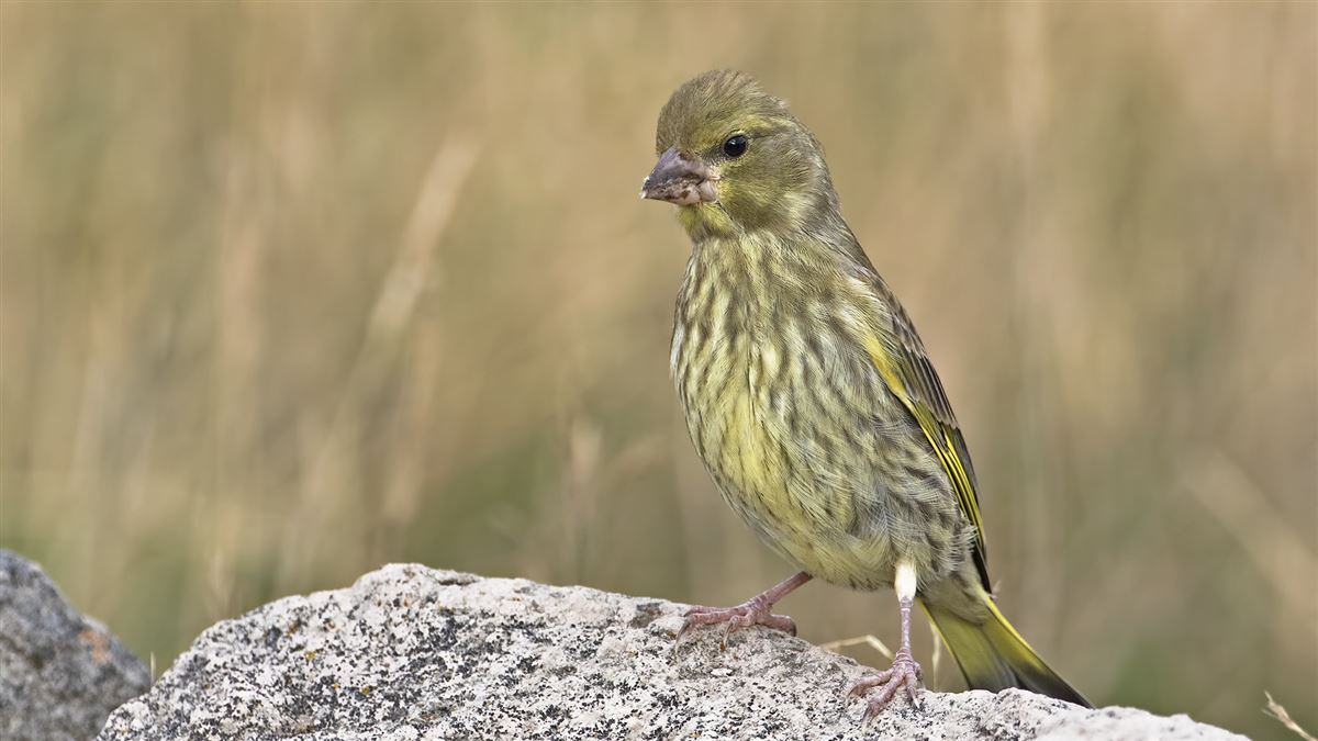 European Greenfinch