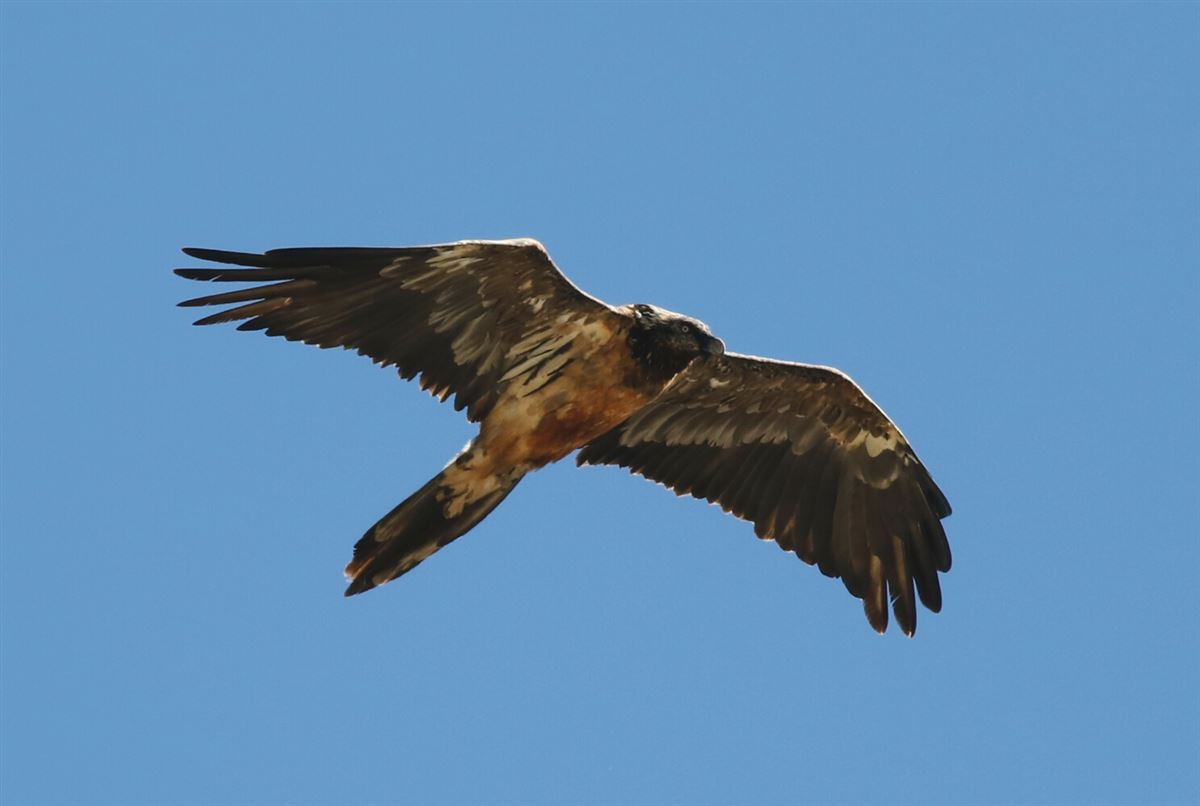 Bearded Vulture
