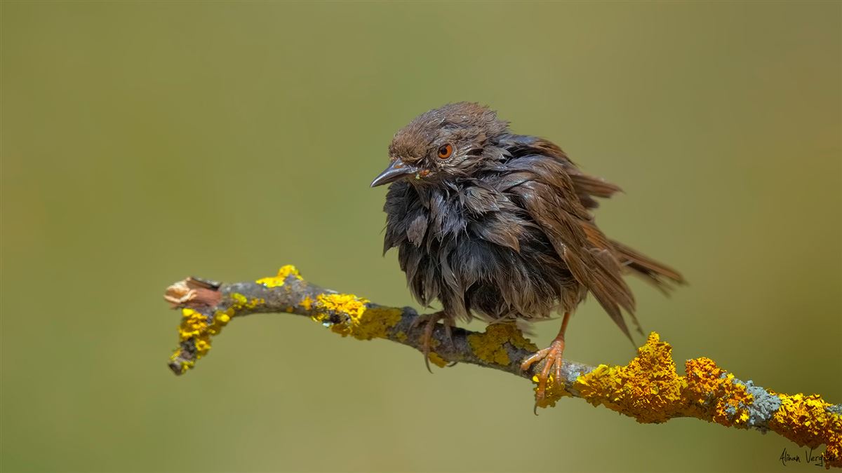 Dunnock