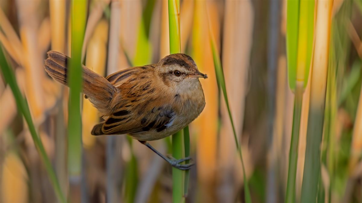 Moustached Warbler